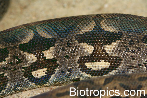 Acrantophis dumerili