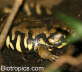 Ambystoma tigrinum