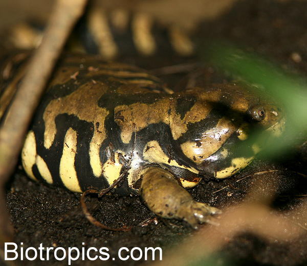 Ambystoma tigrinum