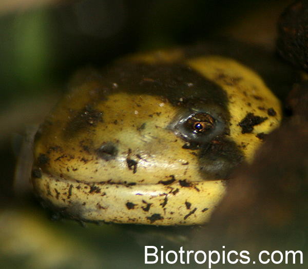Ambystoma tigrinum