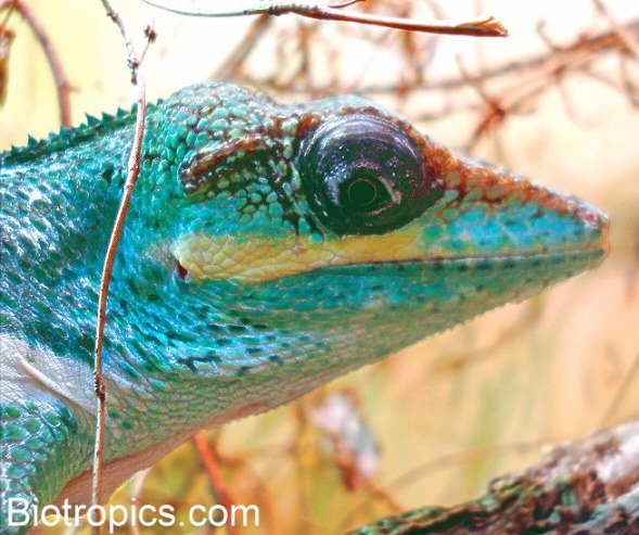 Anolis equestris