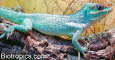 Anolis equestris