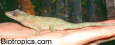Anolis equestris