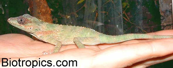 Anolis equestris