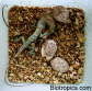 Anolis equestris
