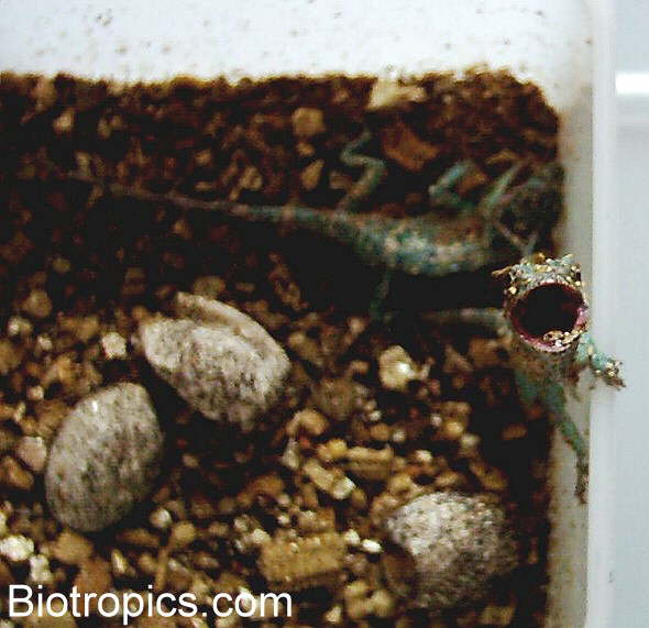 Anolis equestris