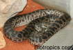 Antaresia maculosa