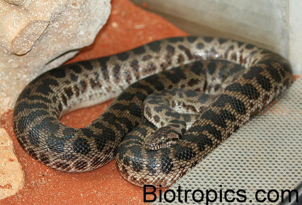 Antaresia maculosa