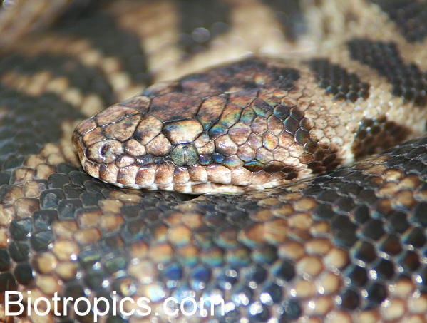 Antaresia maculosa