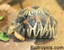 Astrochelys radiata
