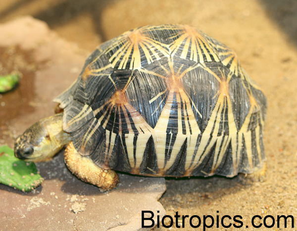 Astrochelys radiata