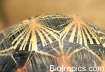 Astrochelys radiata