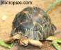 Astrochelys radiata