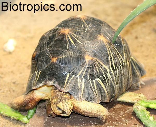 Astrochelys radiata