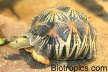 Astrochelys radiata