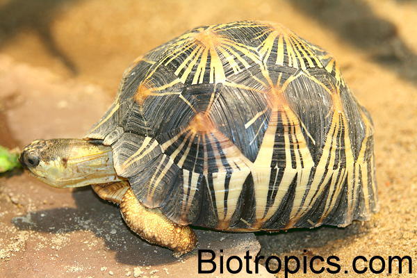 Astrochelys radiata