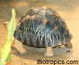 Astrochelys radiata