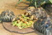 Astrochelys radiata