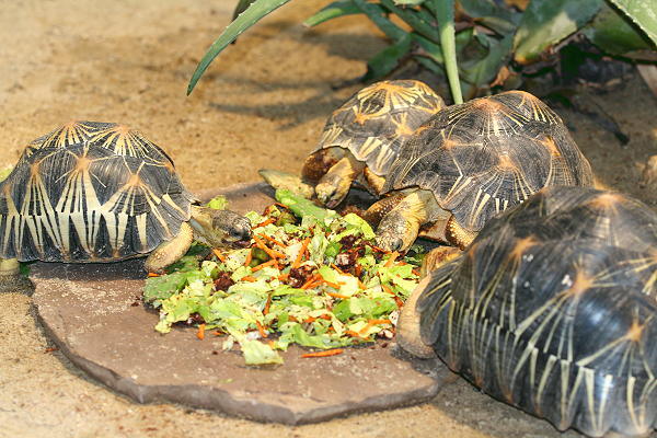 Astrochelys radiata