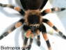 Brachypelma smithi