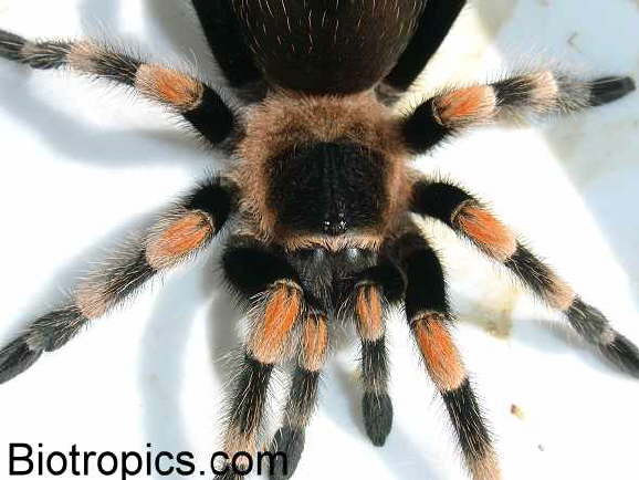 Brachypelma smithi