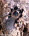 Brachypelma smithi