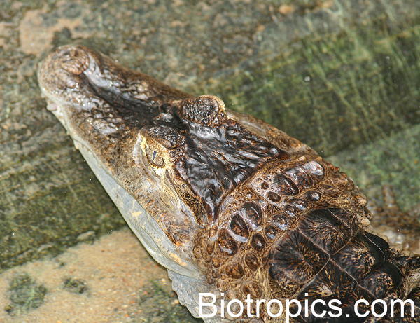 Caiman crocodilus