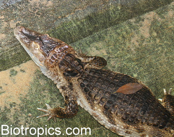 Caiman crocodilus