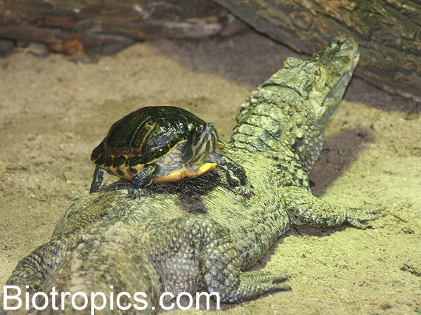 Caiman crocodilus