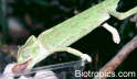 Chamaeleo chamaeleon