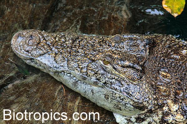 Crocodylus niloticus