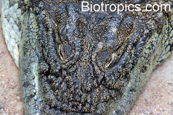 Crocodylus niloticus