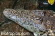 Crocodylus niloticus