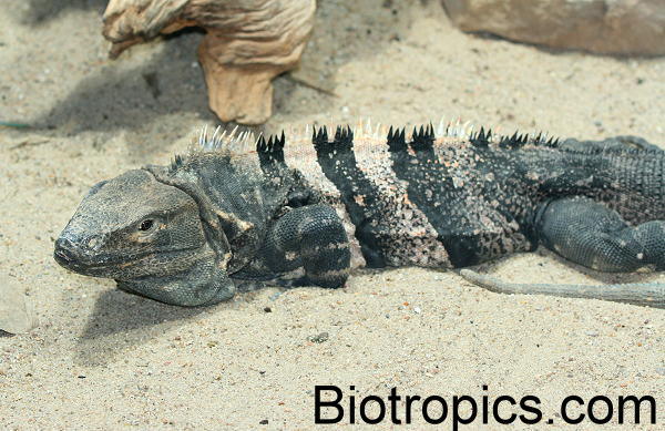 Ctenosaura similis