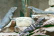 Ctenosaura similis