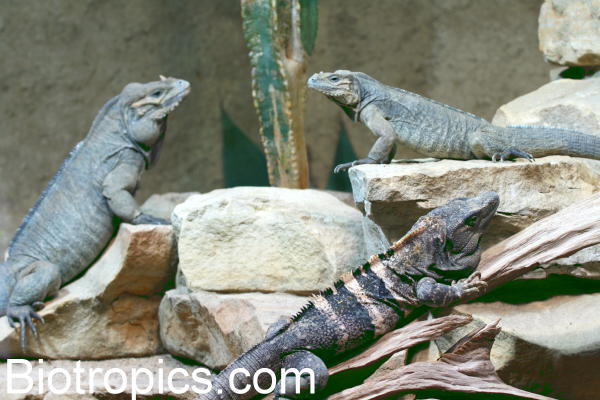 Ctenosaura similis