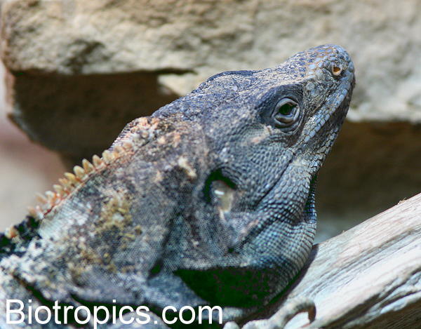 Ctenosaura similis