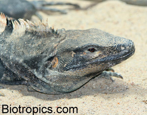 Ctenosaura similis