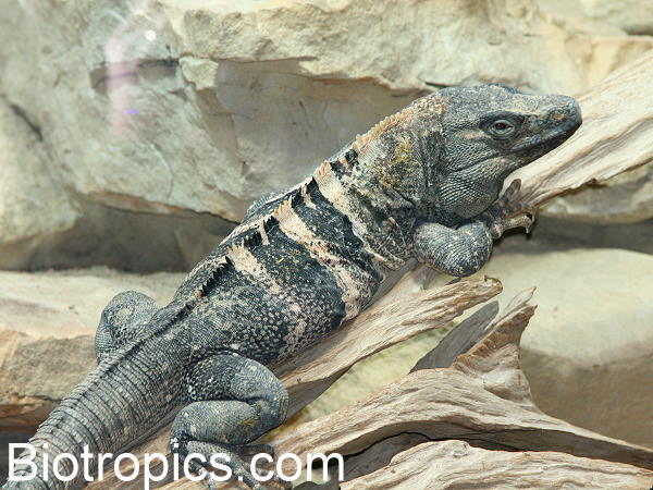 Ctenosaura similis