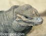 Cyclura cornuta