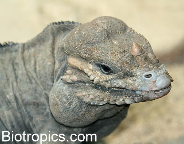Cyclura cornuta