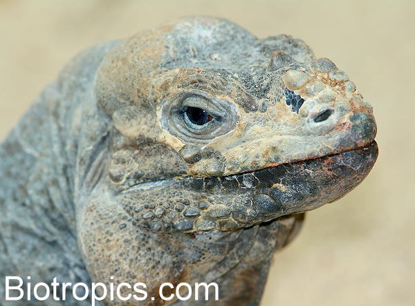 Cyclura cornuta
