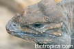 Cyclura cornuta