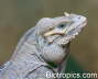 Cyclura cornuta