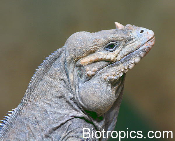 Cyclura cornuta