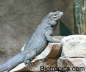 Cyclura cornuta