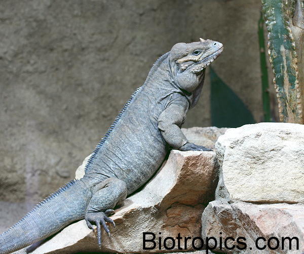 Cyclura cornuta