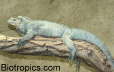 Cyclura cornuta