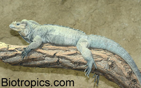 Cyclura cornuta