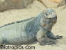 Cyclura cornuta